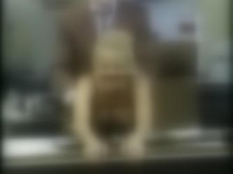 293918.mp4